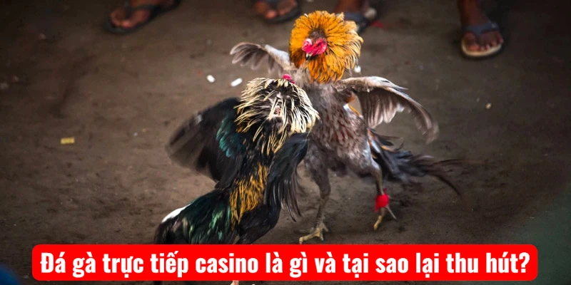 Đá gà trực tiếp casino là gì và tại sao lại thu hút?